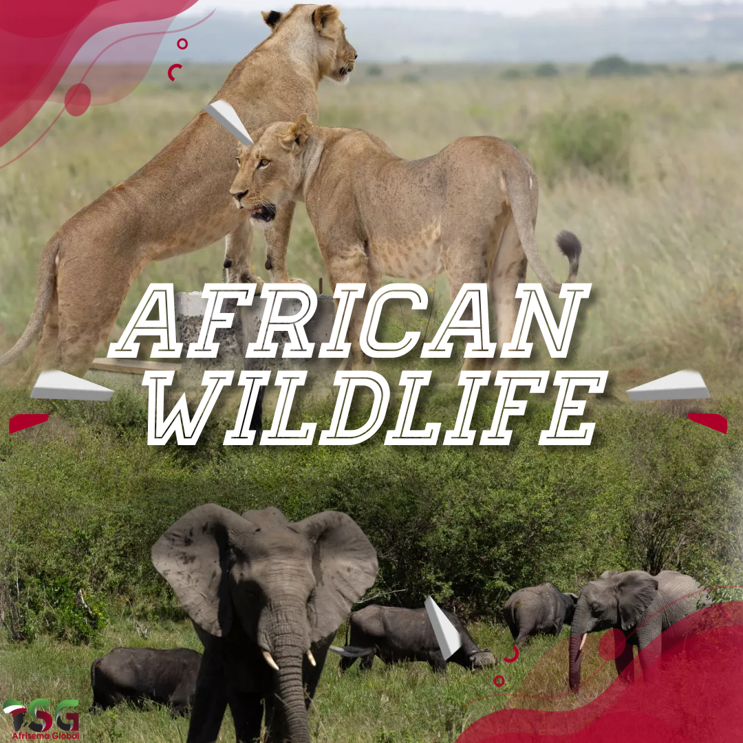 African National Parks - Afrisema Global